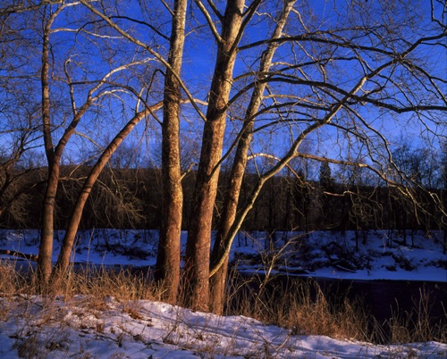 Sycamores, Delaware River, Delaware Water Gap National Recreation Area, PA (MF).jpg Sycamores, Delaware River, Delaware Water Gap National Recreation Area, PA (MF).jpg